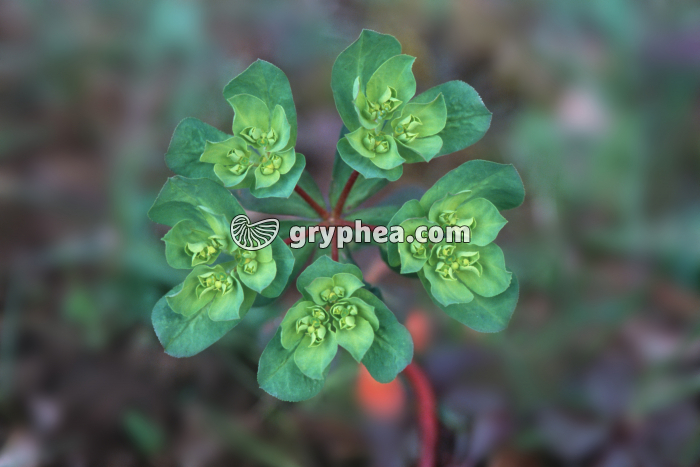 Euphorbe ((Euphorbia sp.) - inflorescence (cyathe) et fleurs - gryphea.com